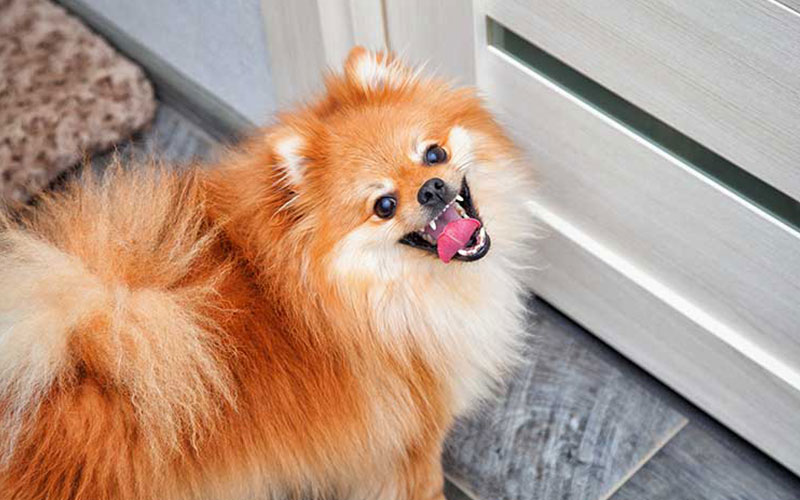 Is Your Pet the Reason for Your Workers’ Compensation Claim?