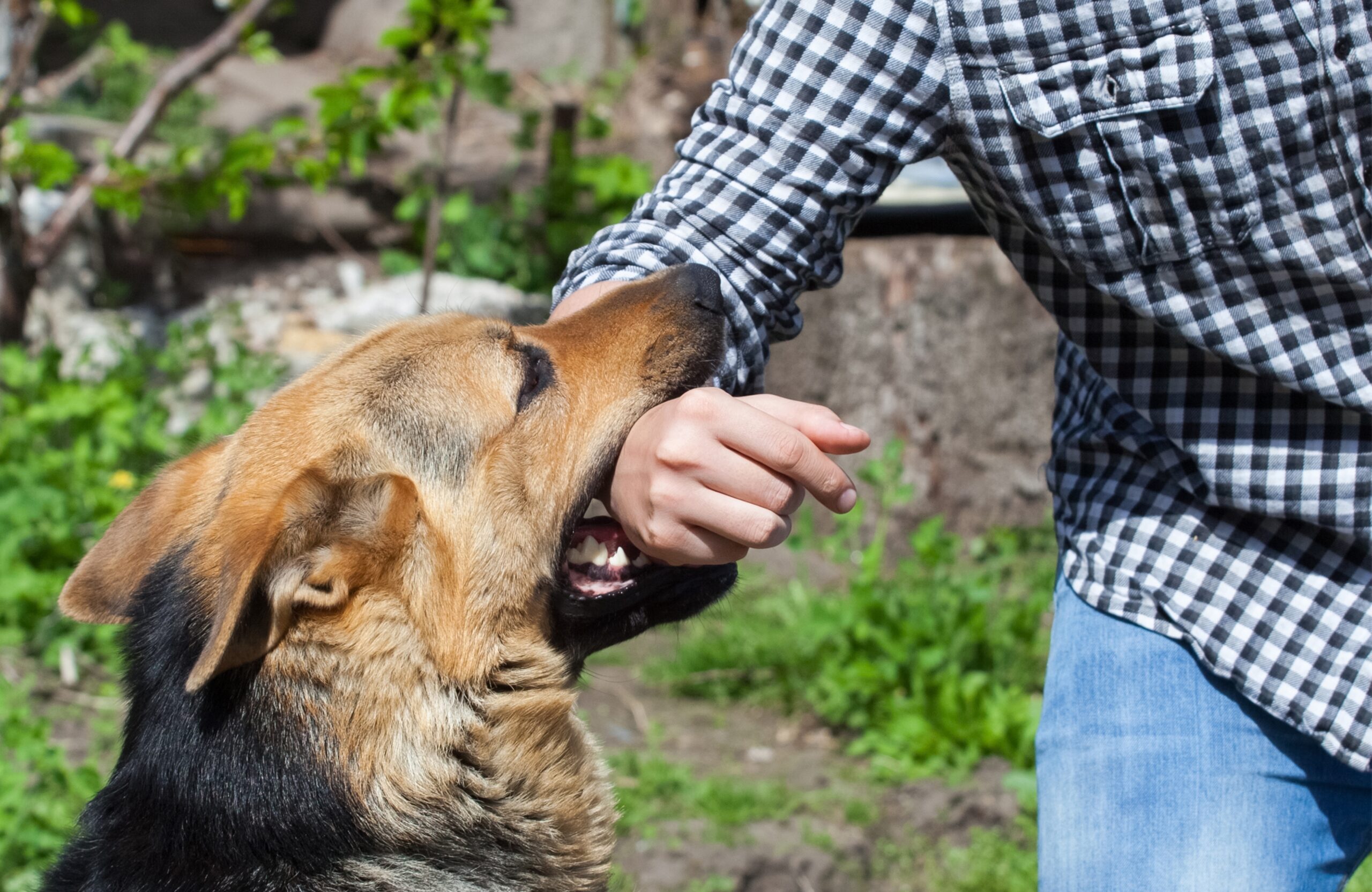 German Shepard with person's hand in its mouth
